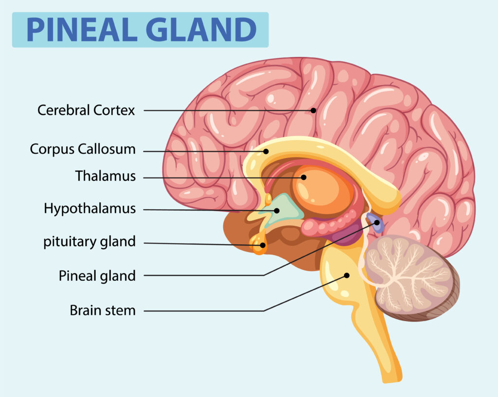 glândula pineal